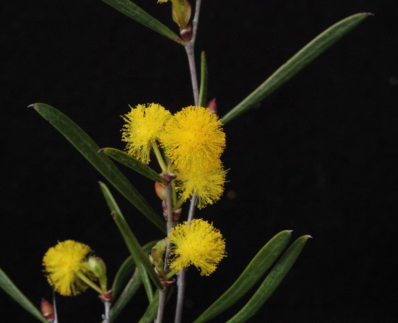 Acacia nigripilosa