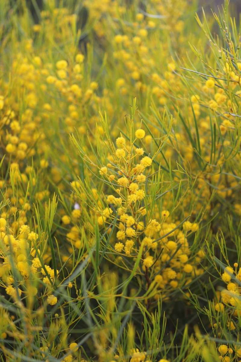 Acacia nigripilosa photo 2