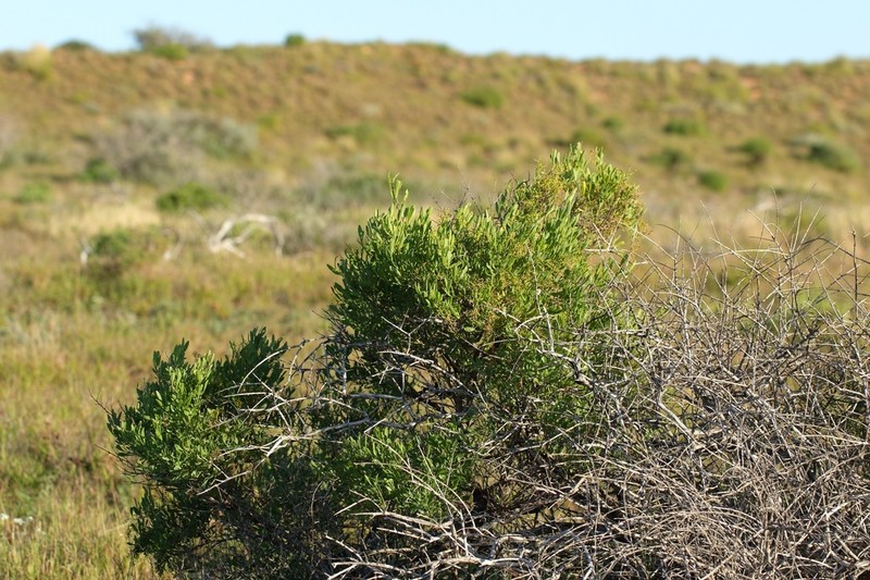 Acacia nigripilosa photo 3
