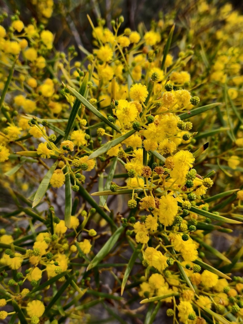 Acacia nigripilosa photo 5