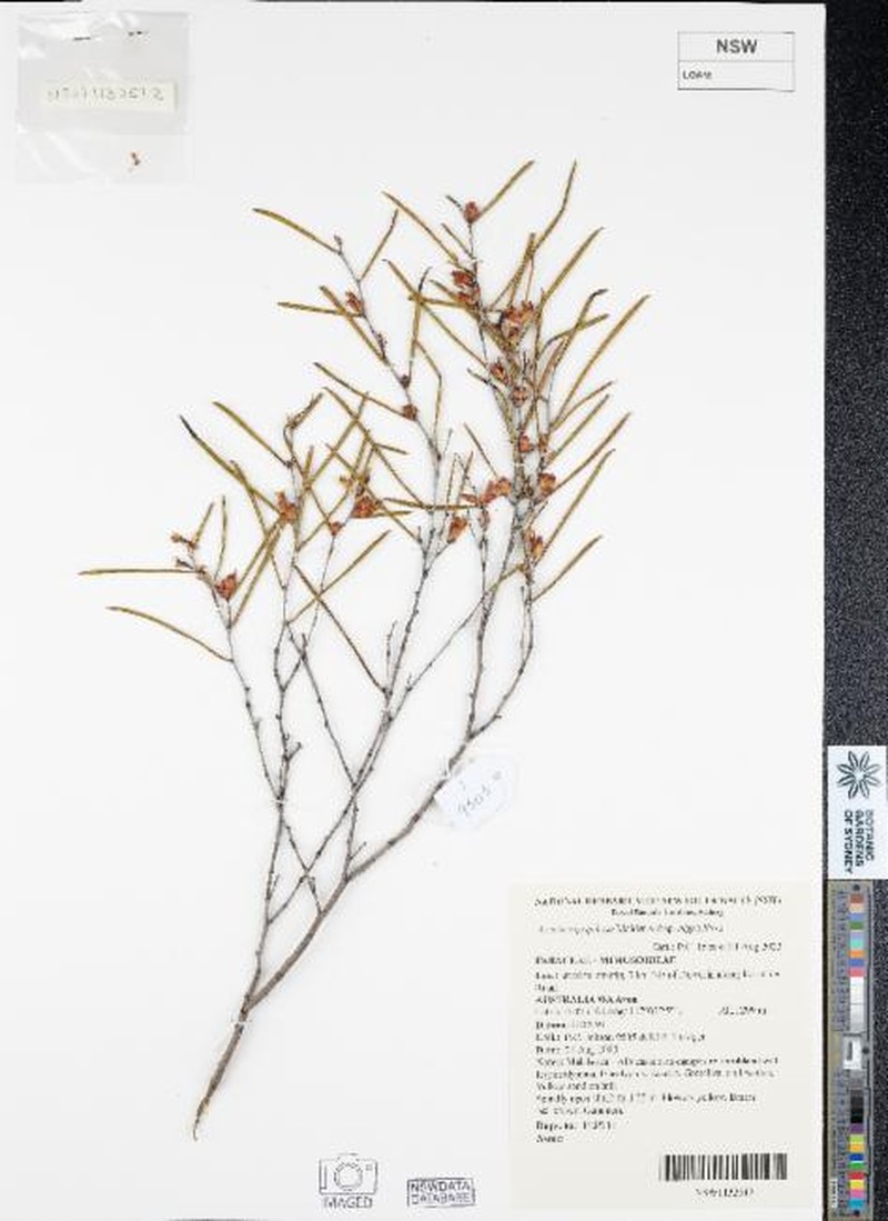 Acacia nigripilosa photo 7