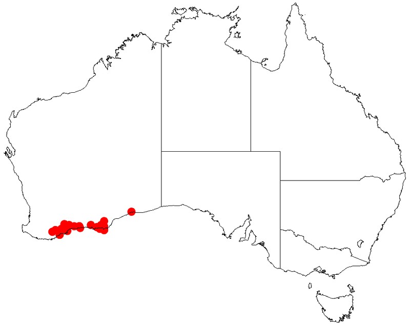 Acacia nitidula