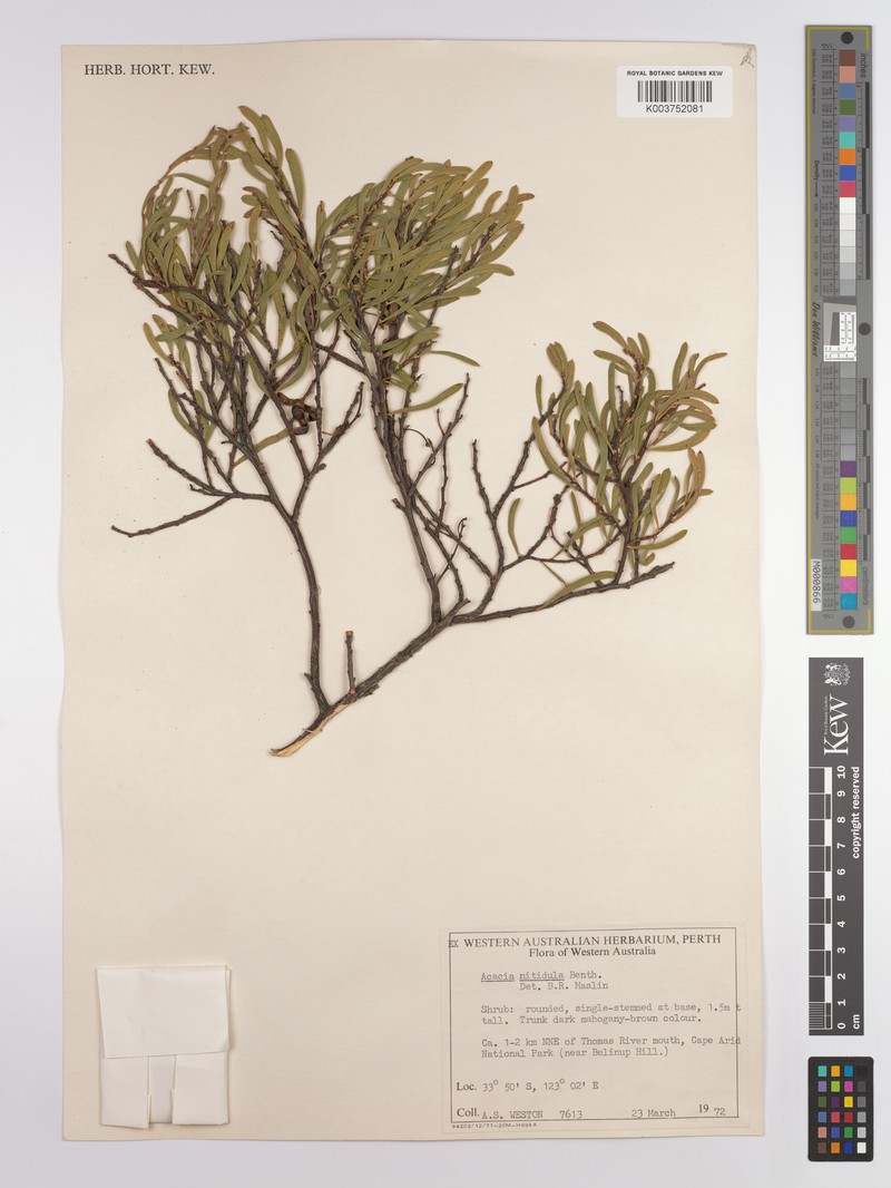Acacia nitidula photo 2