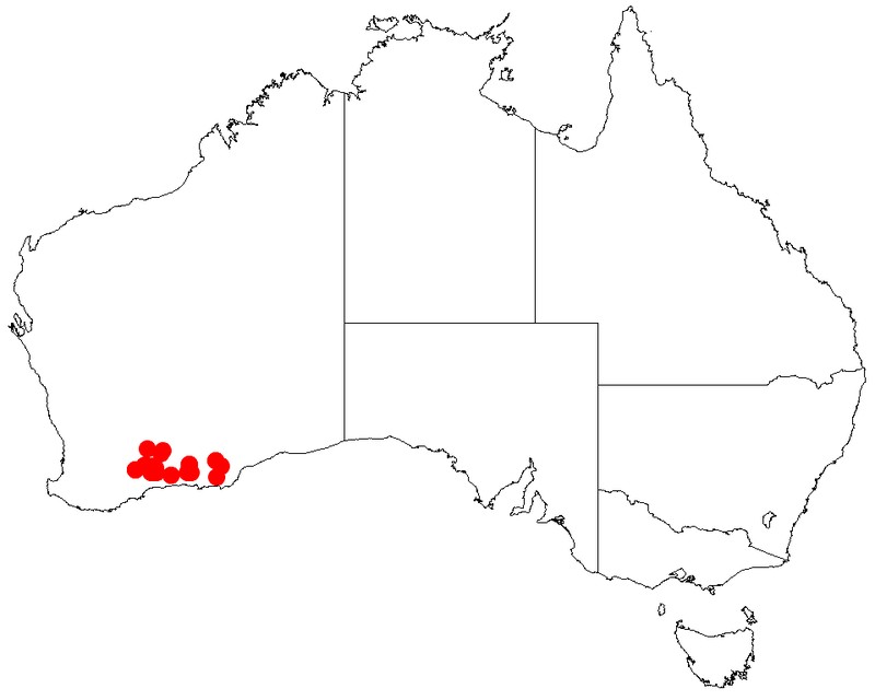 Acacia nivea
