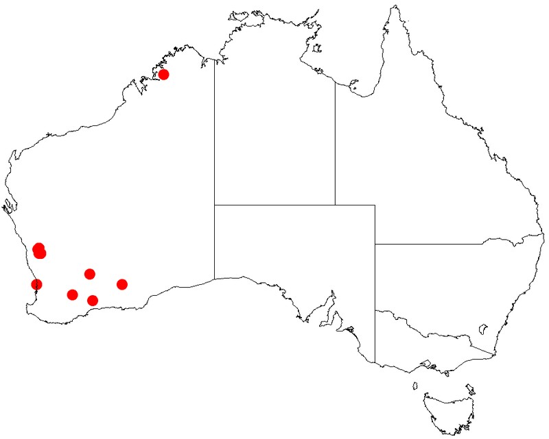 Acacia nodiflora