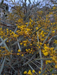 Notable Wattle