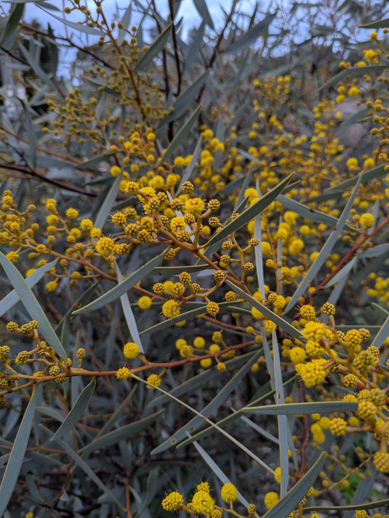 Notable Wattle