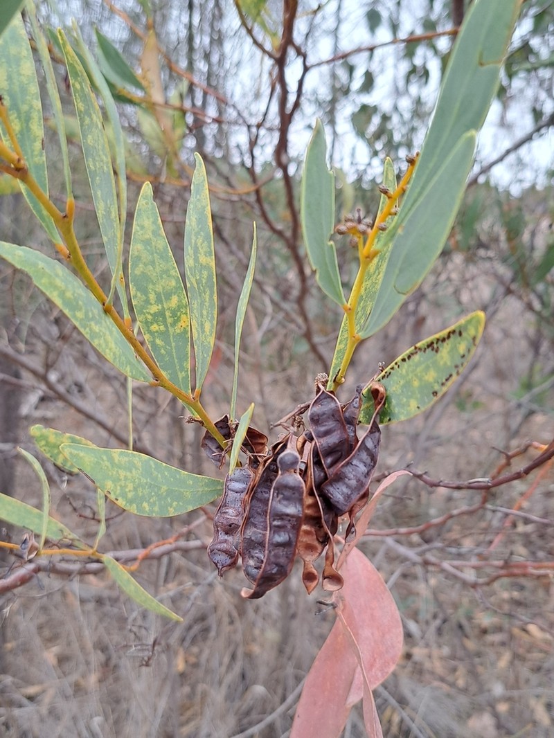Notable Wattle photo 2