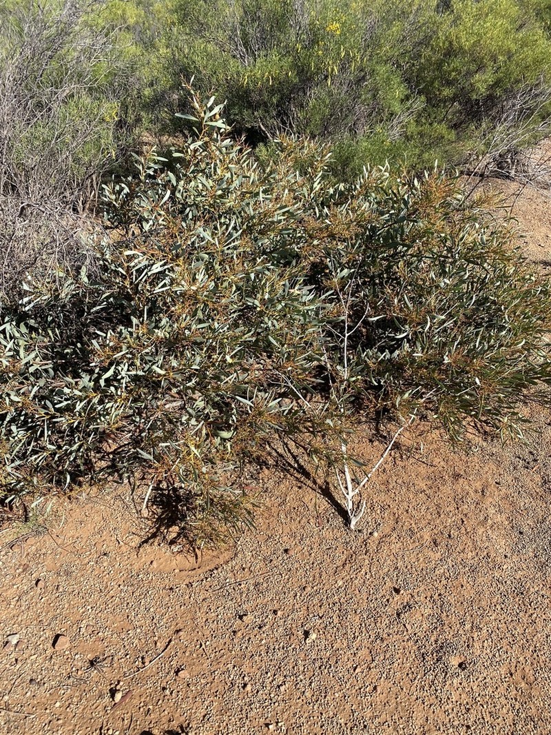 Notable Wattle photo 3