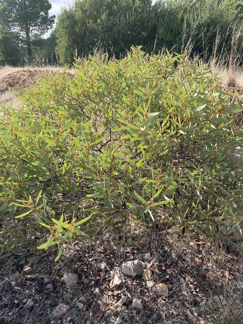 Notable Wattle photo 4