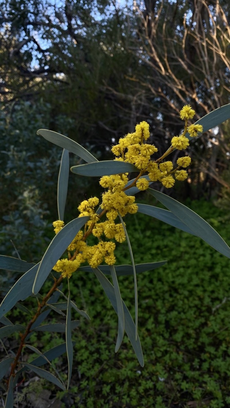 Notable Wattle photo 5