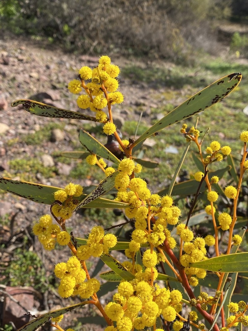 Notable Wattle photo 6