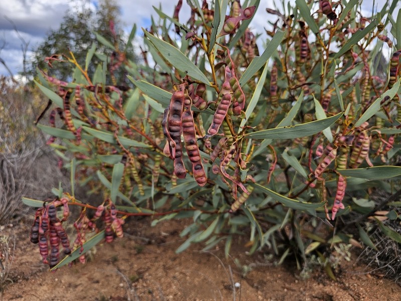 Notable Wattle photo 7