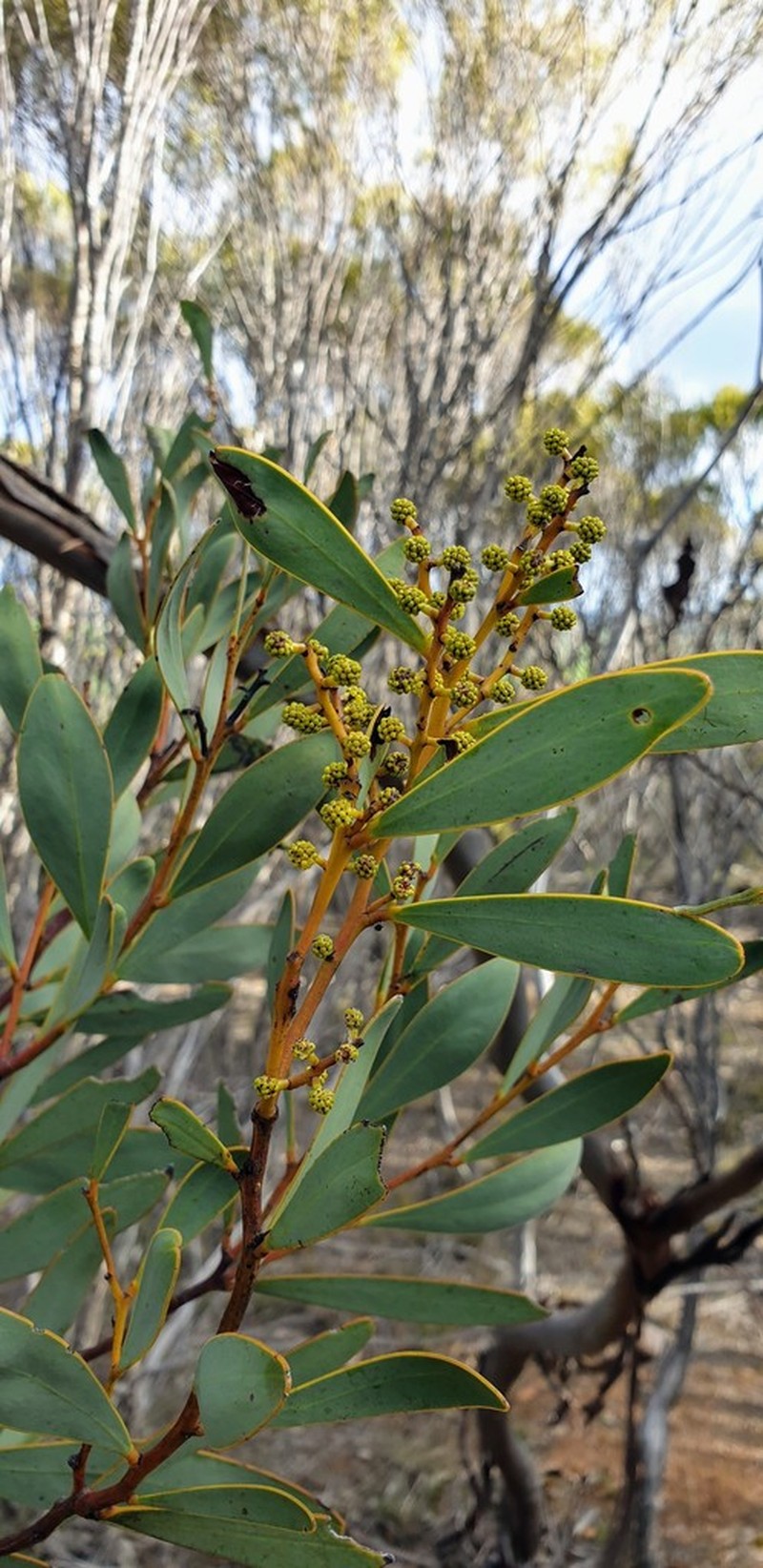 Notable Wattle photo 8