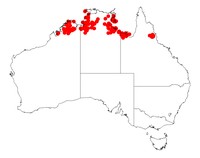 Acacia nuperrima
