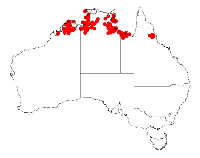 Acacia nuperrima