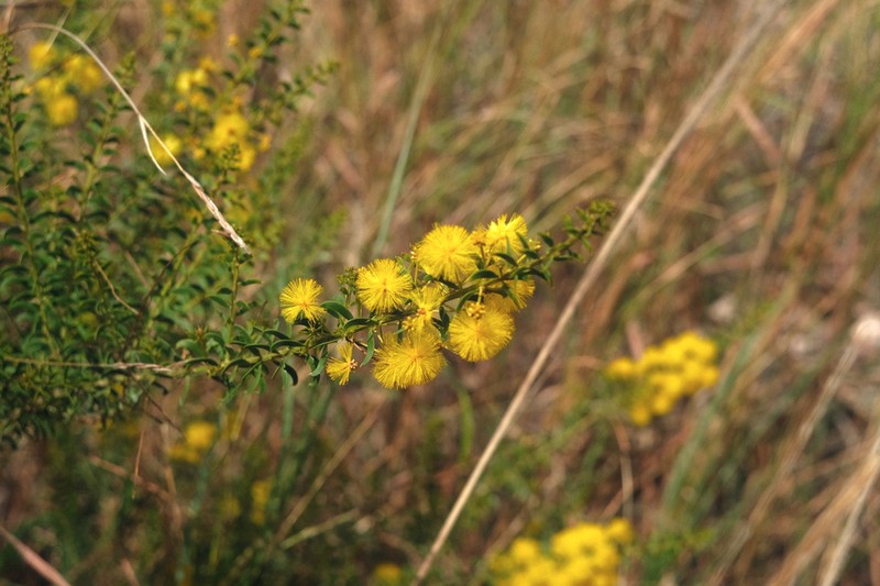 Acacia nuperrima photo 2