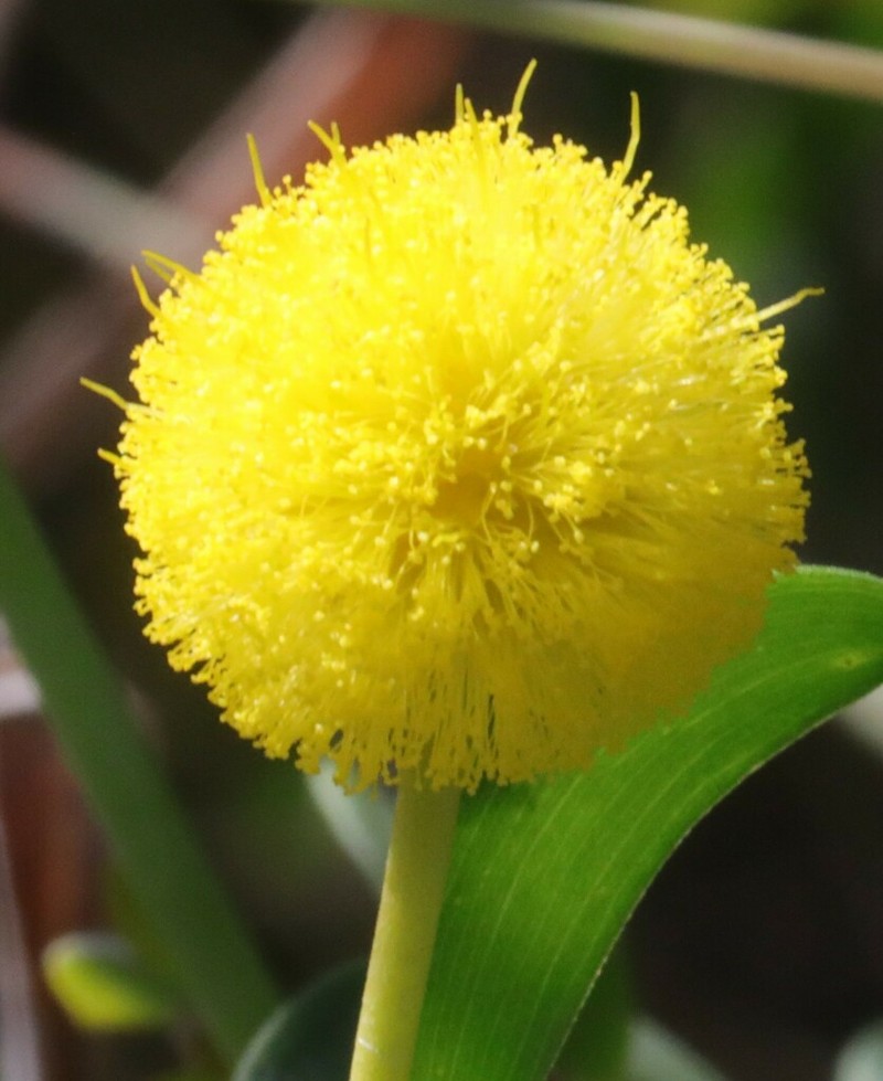 Acacia nuperrima photo 3