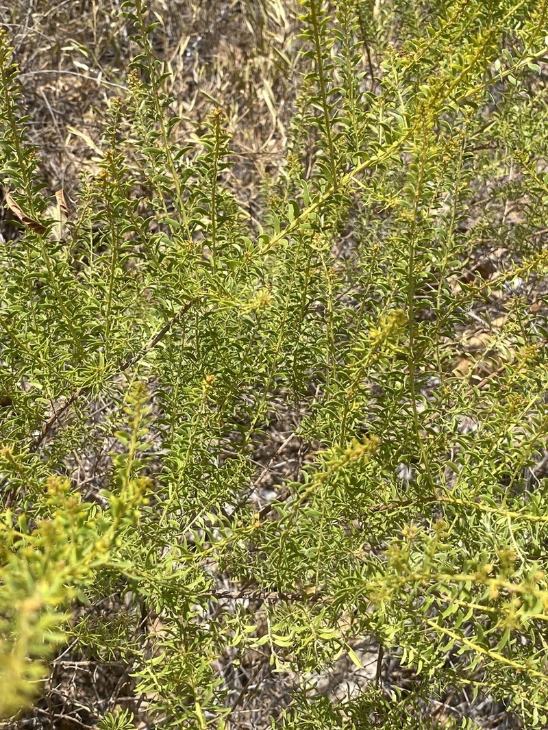 Acacia nuperrima photo 4