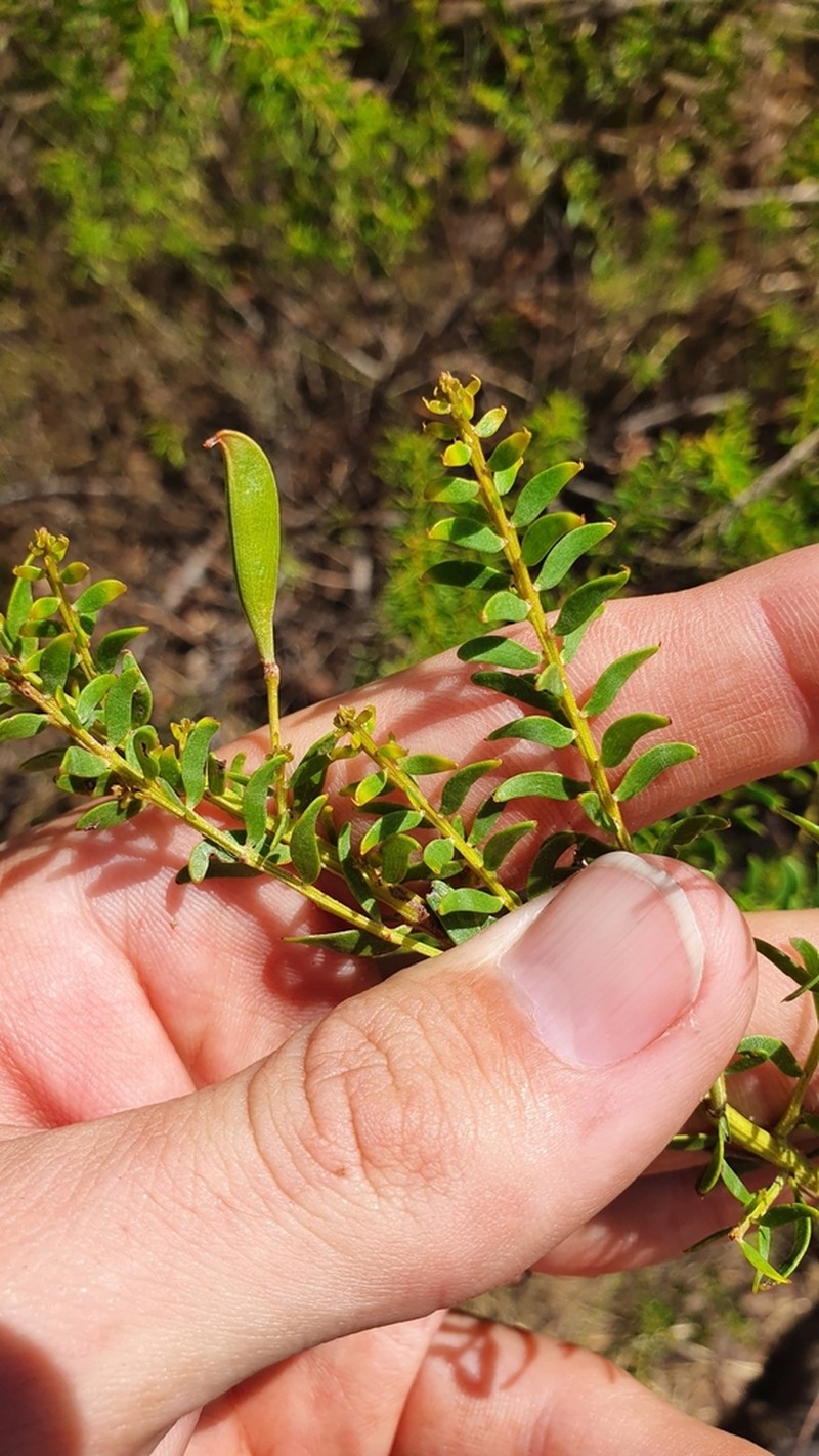 Acacia nuperrima photo 5
