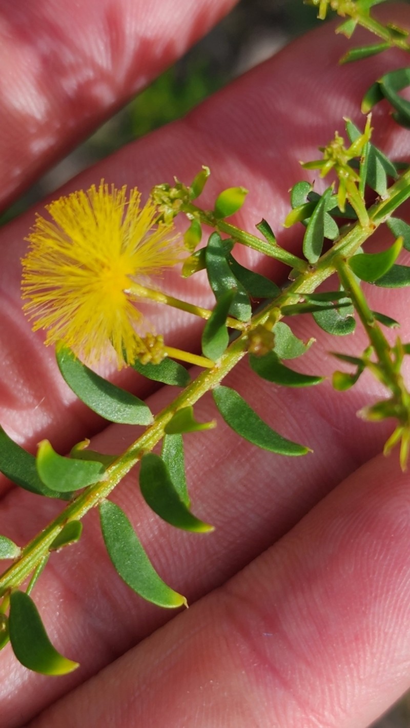 Acacia nuperrima photo 6