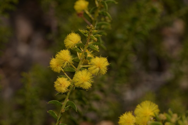 Acacia nuperrima photo 7