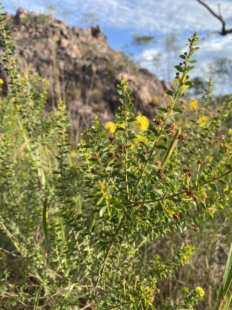 Acacia nuperrima photo 8