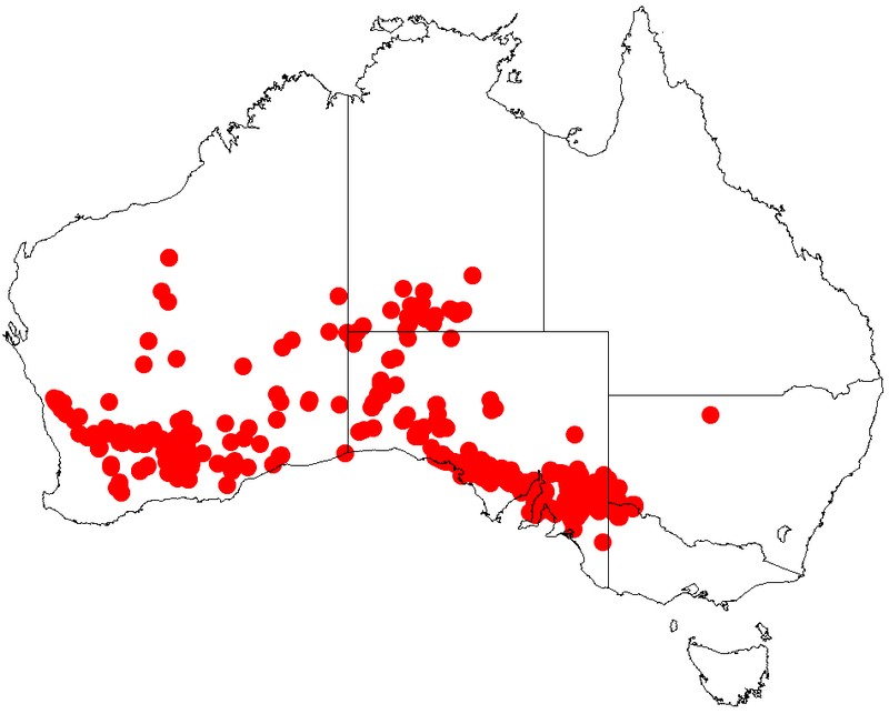 Acacia nyssophylla