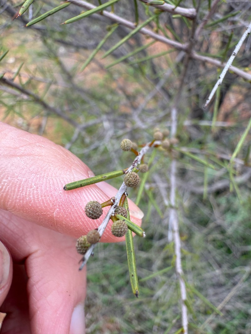 Acacia nyssophylla photo 2