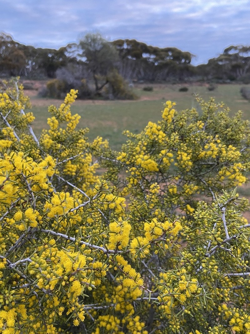 Acacia nyssophylla photo 3