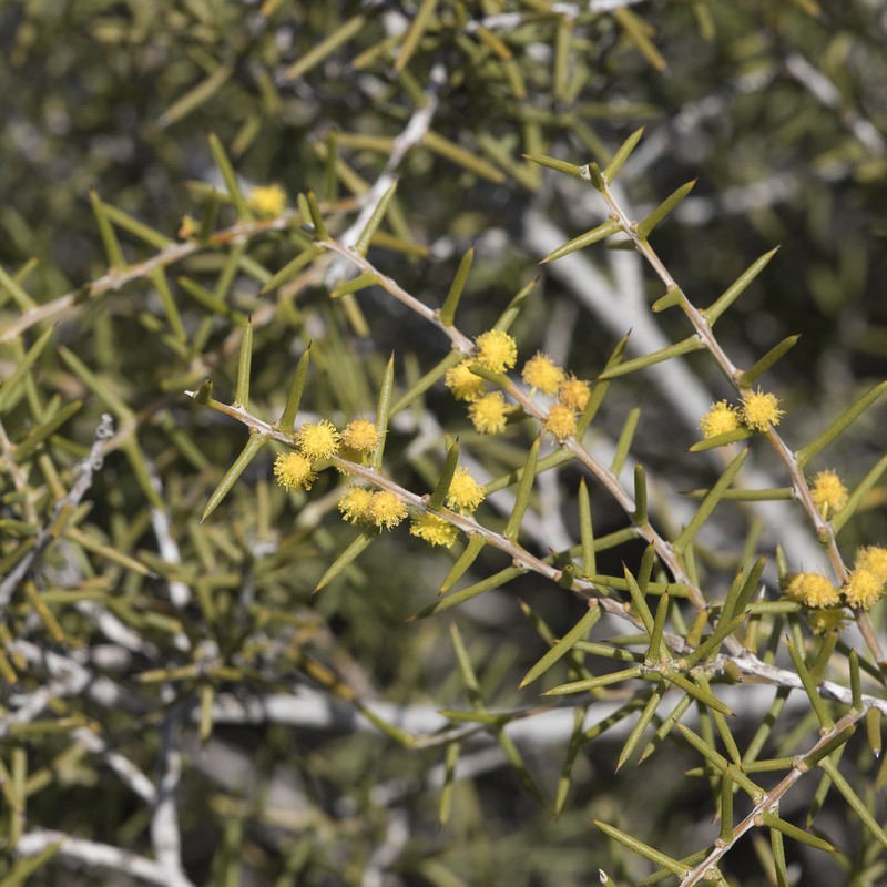 Acacia nyssophylla photo 4