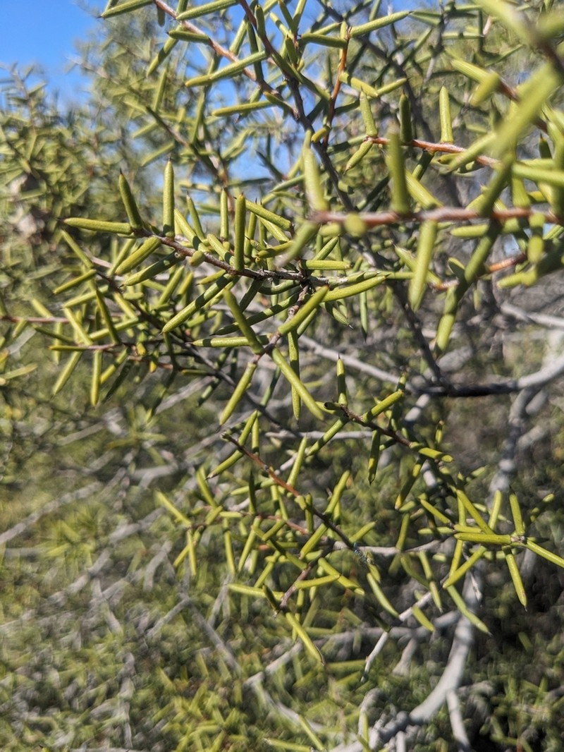 Acacia nyssophylla photo 5