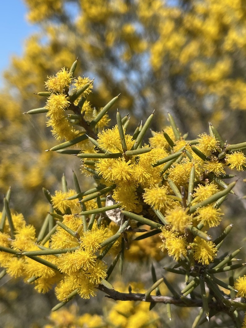 Acacia nyssophylla photo 6