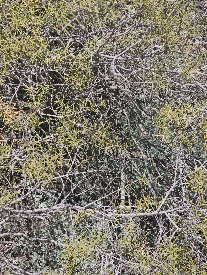Acacia nyssophylla photo 7