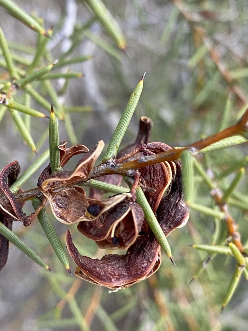 Acacia nyssophylla photo 8