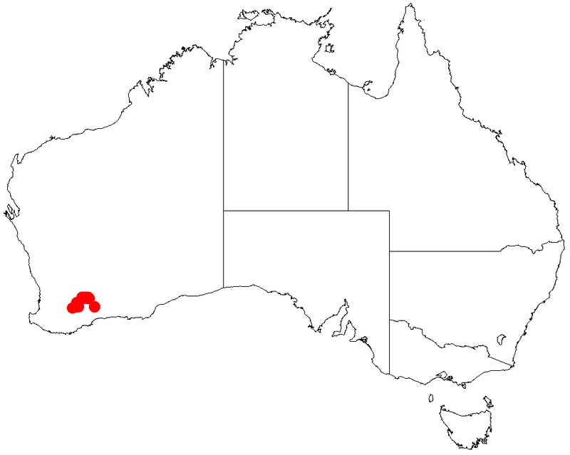 Acacia obesa