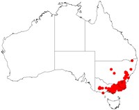 Acacia obliquinervia