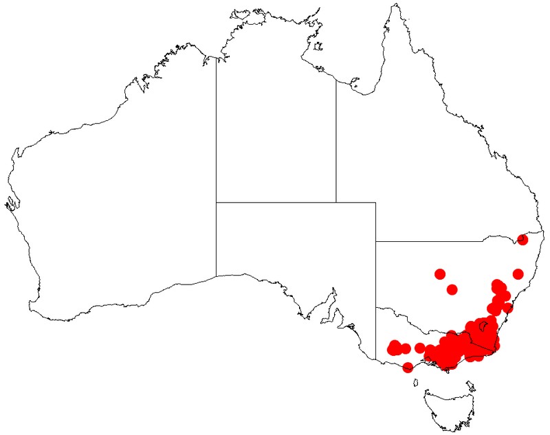 Acacia obliquinervia