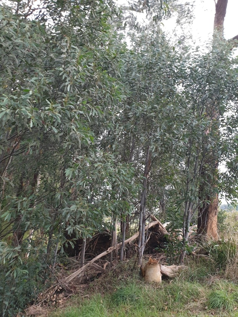 Acacia obliquinervia photo 2