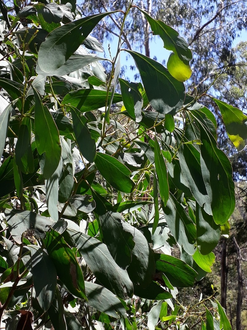 Acacia obliquinervia photo 3
