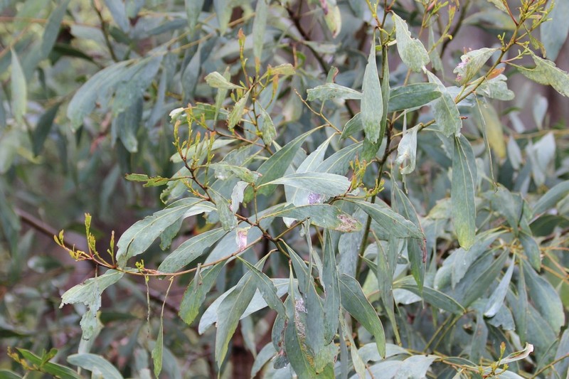Acacia obliquinervia photo 4