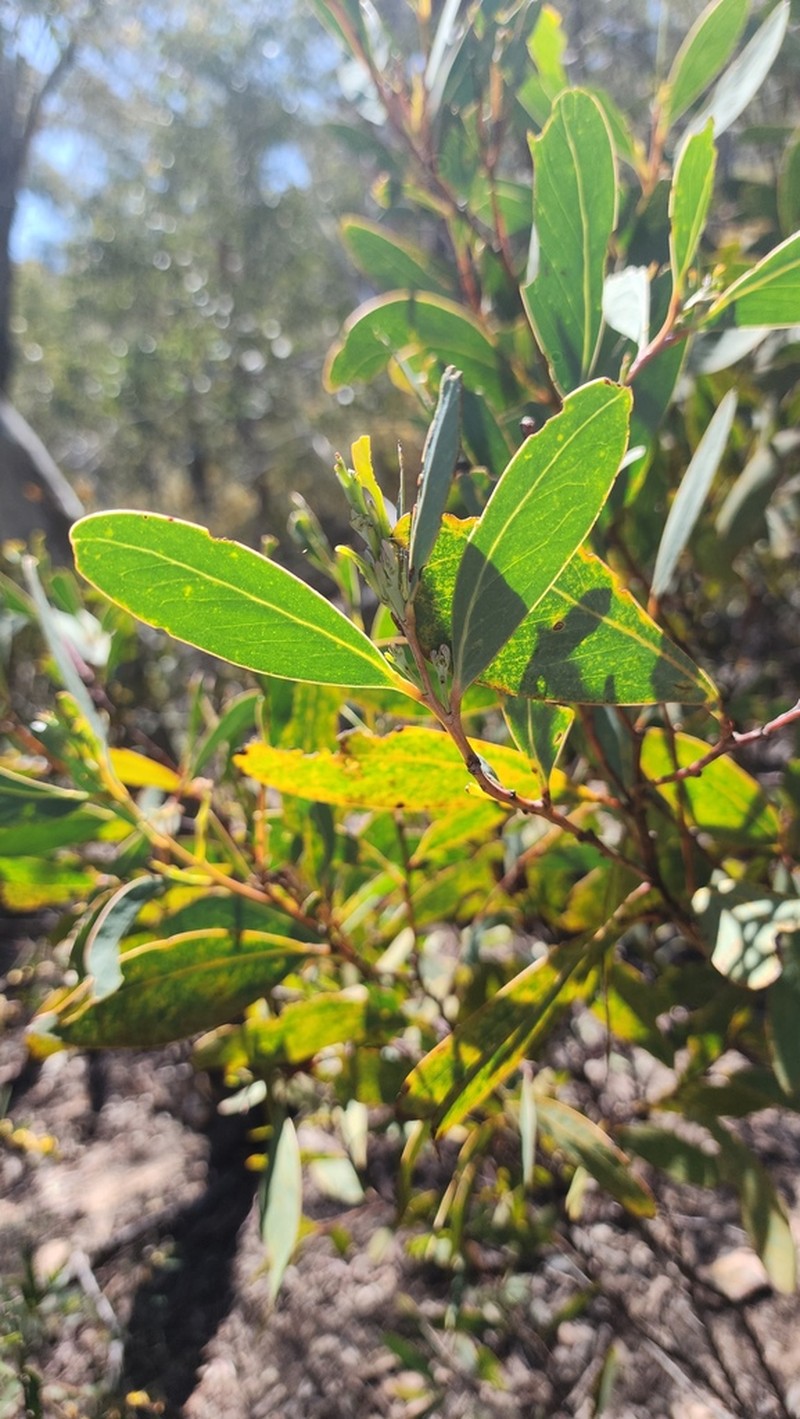 Acacia obliquinervia photo 5