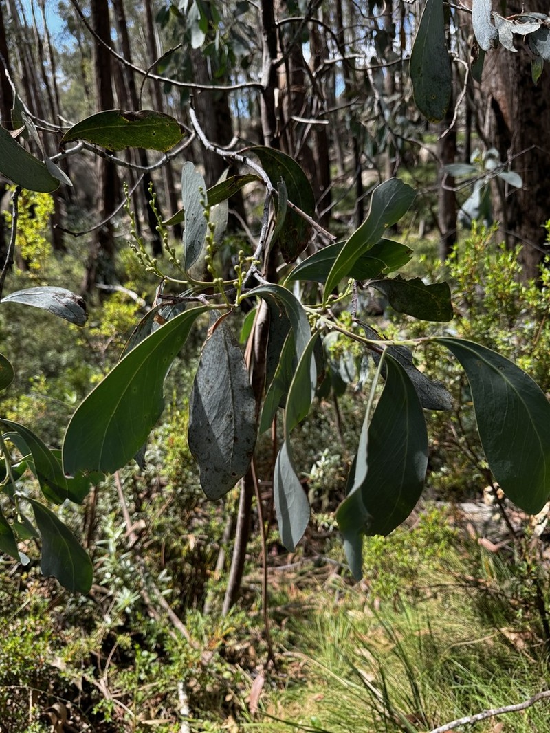 Acacia obliquinervia photo 6