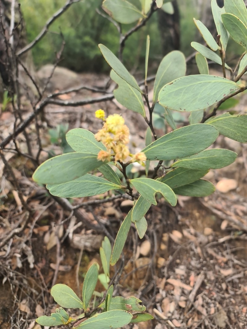 Acacia obliquinervia photo 7