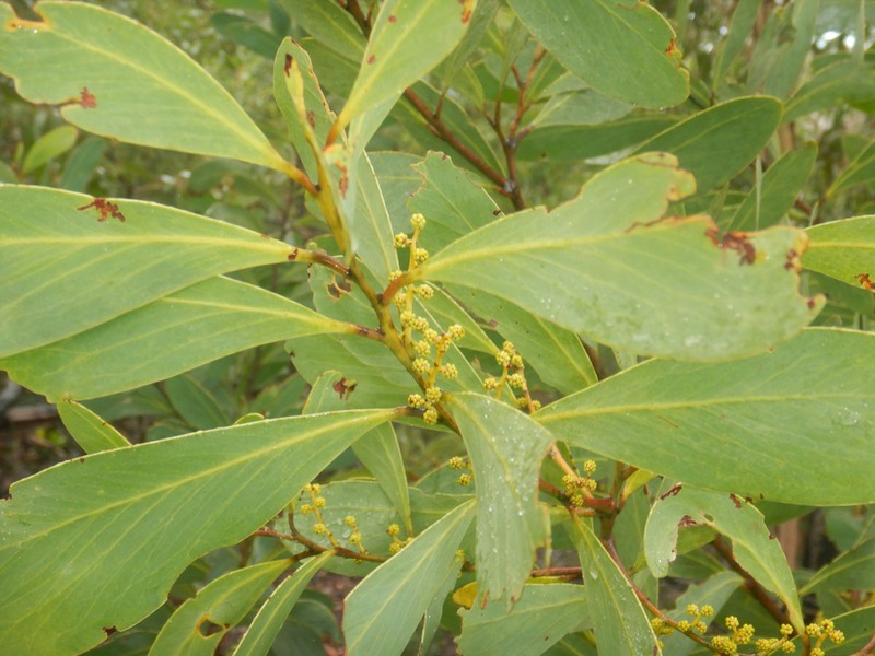 Acacia obliquinervia photo 8
