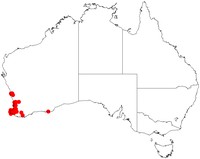 Acacia obovata