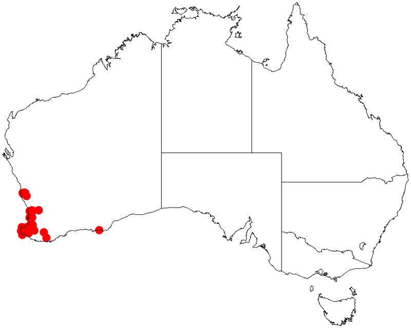 Acacia obovata