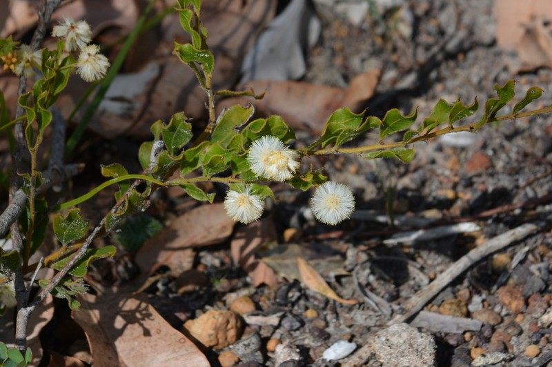 Acacia obovata photo 2