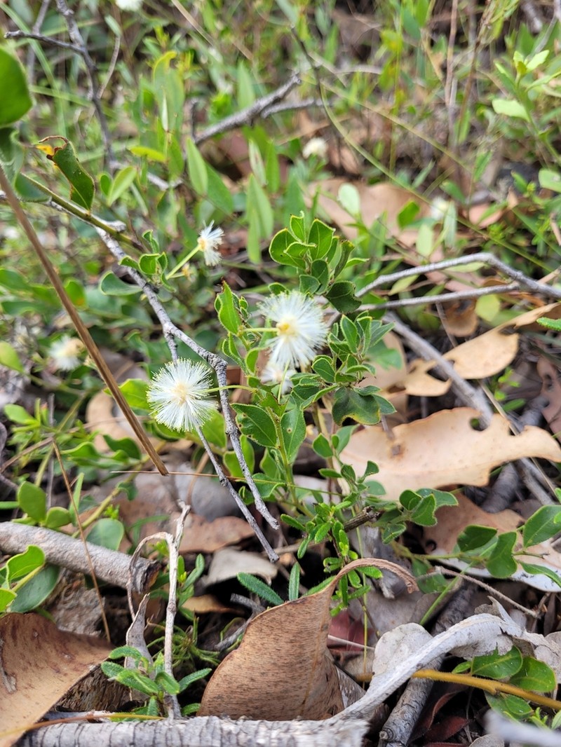 Acacia obovata photo 3