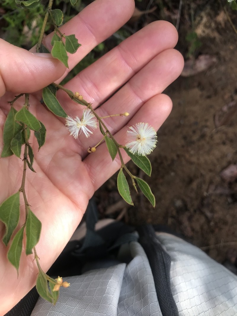 Acacia obovata photo 4